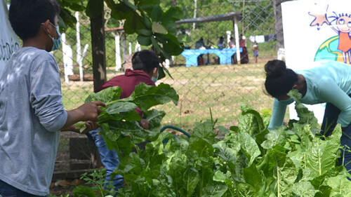 GUATEMALA_HUERTOS ESCOLARES PEDAGOGICOS.jpg